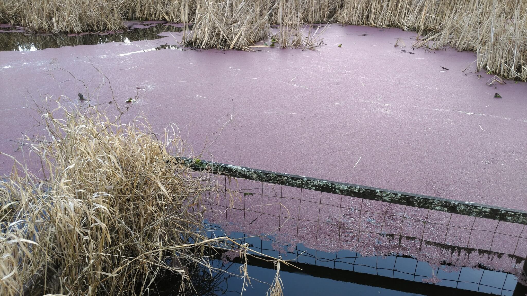 Azolla microphylla